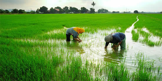 Rice Field