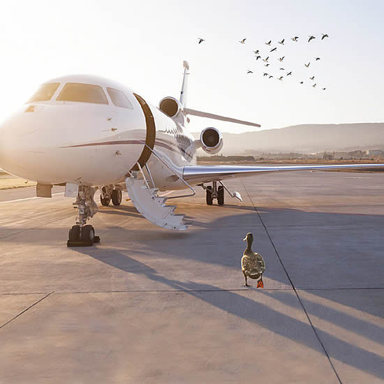 Vertis Aviation - getting its ducks in a row for carbon-offsetting with the launch of VA Footprints.