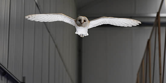 Lily the Barn Owl