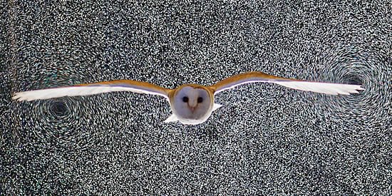 Lily the Barn Owl