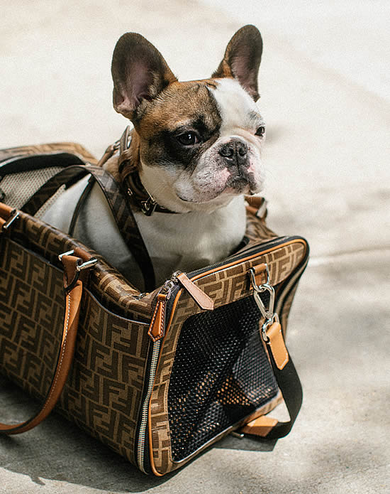 7. Fendi Pet Carrier