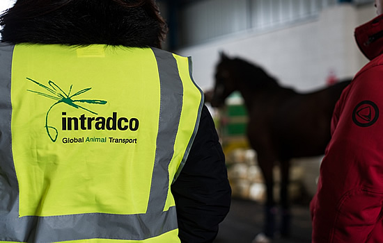Magma Aviation and Intradco Global team up to transport 34 endurance horses to the AlFursan Endurance Cup