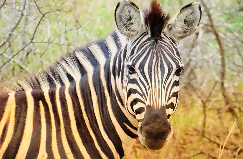 Air Charter Service plays its part in relocating more than a hundred animals to new sanctuary