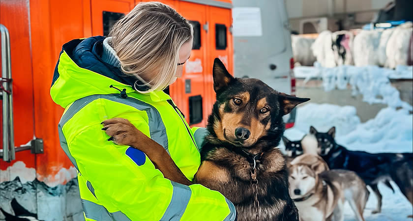 Huskies in Oslo about to fly to Alaska.