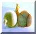 Shallot.jpg (106607 bytes)